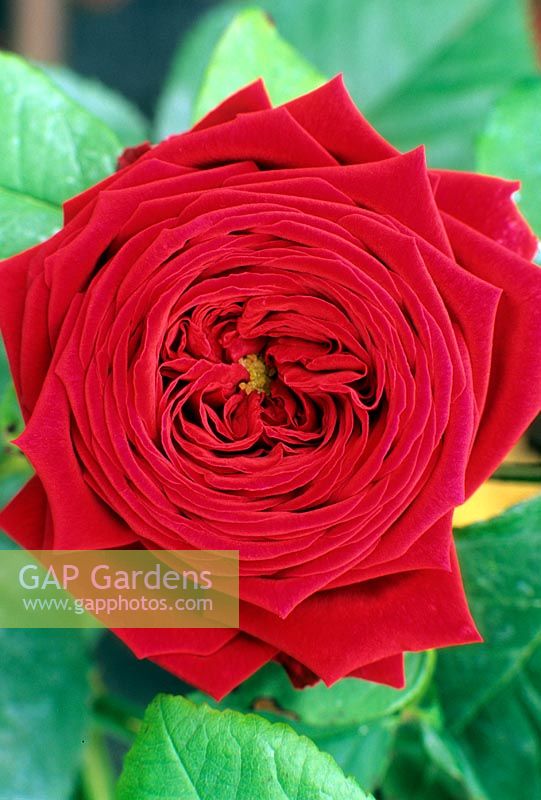Rosa 'Eclair', hybrid perpetual rose