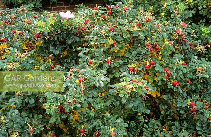 Rosa 'Fru Dagmar Hastrup'. Rugosa rose with autumn berries.