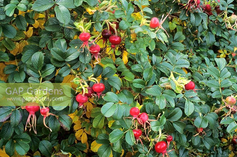 Rosa 'Fru Dagmar Hastrup'. Rugosa rose with autumn berries