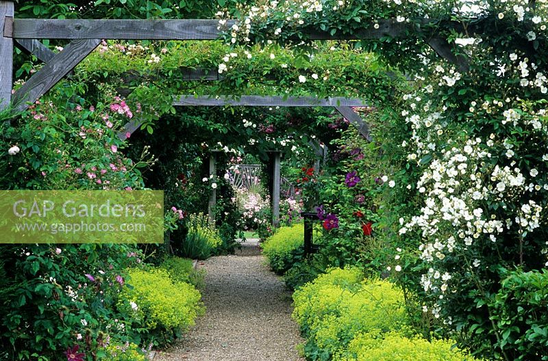 Rose arbour with clematis and Alchemilla mollis at Mannington Hall rose garden, Norfolk