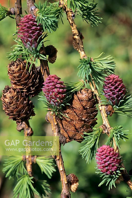 Larix decidua showing flowers and cones