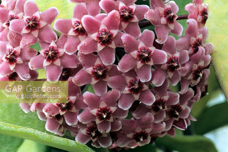Hoya carnosa - close-up of flower
