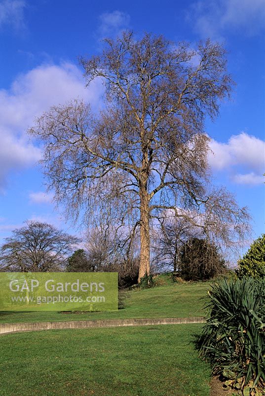 Platnus x. Hispanica -  bare branches against blue skies