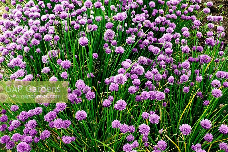 Allium Schoenoprasum - chives, growing in French herb garden