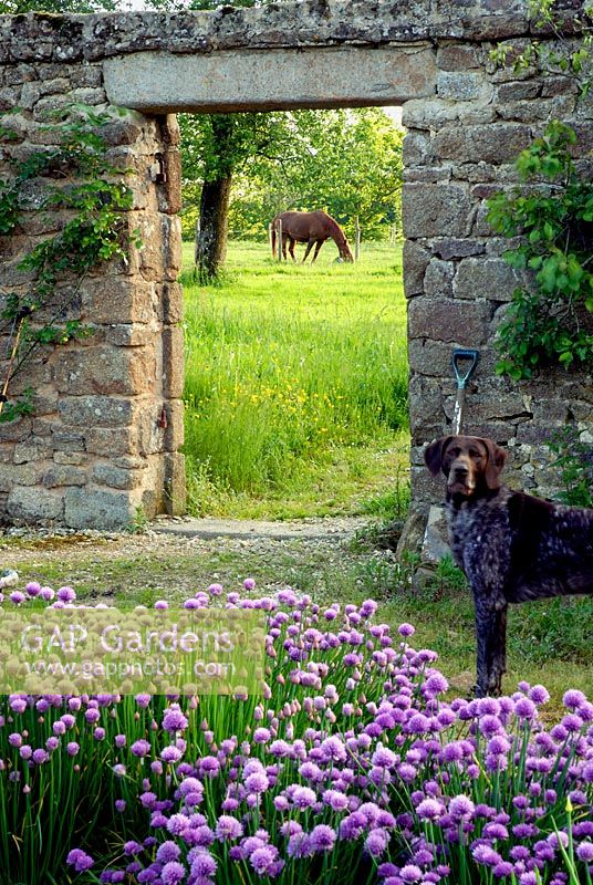 Rustic walled herb garden in northern  France. Flowering Chives in the foreground.  German Pointer in front of arch where a  horse is seen grazing in the field.