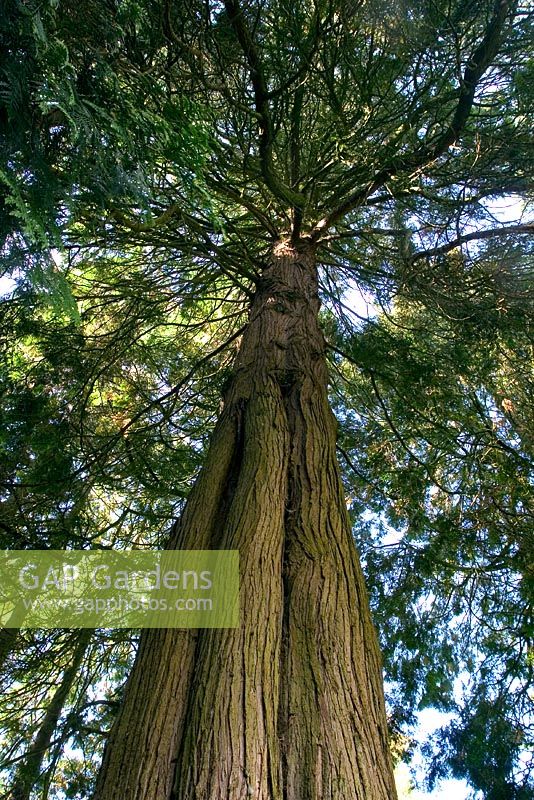 Looking up a redwood trunk to the canopy 