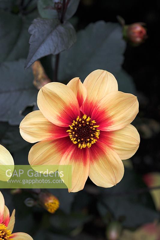 Dahlia 'Moonfire'