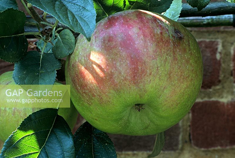 Apple 'Howgate Wonder'. Malus domestica