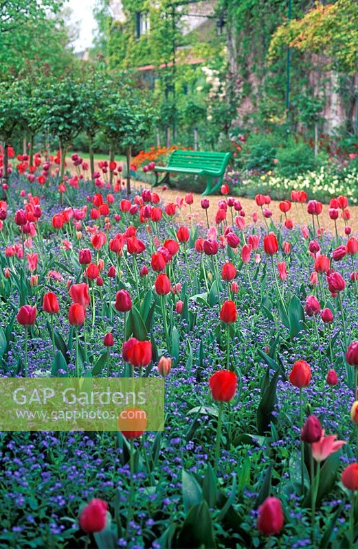 Spring Tulipa - Tulips with Myosotis at Monet's Garden, Giverney, France