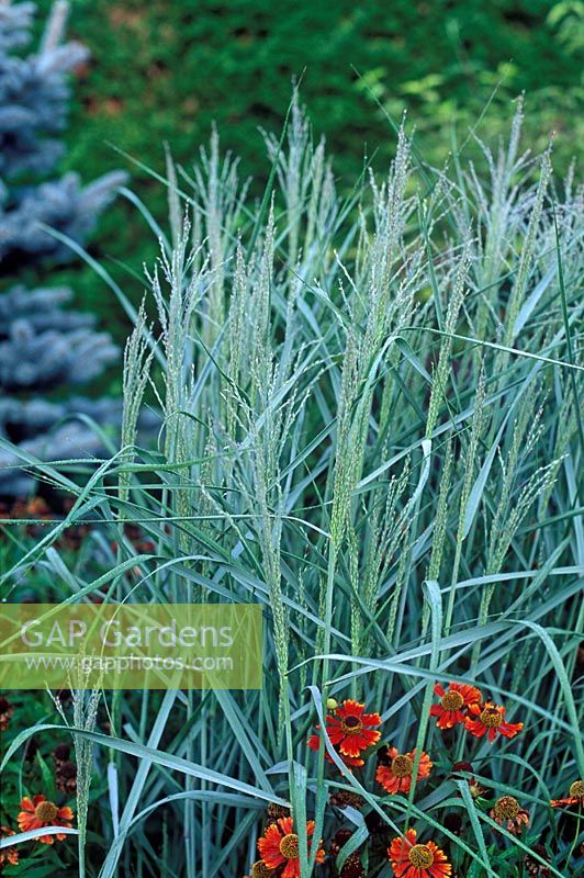 Panicum virgatum 'Prairie Sky' - Switch grass