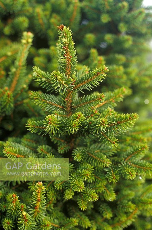 Picea abies 'Wills Zwerg' -  Spruce