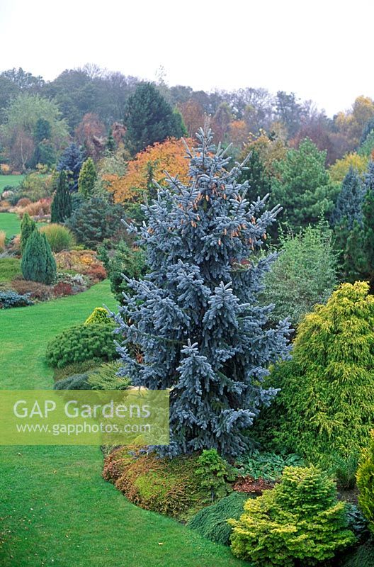 Picea pungens Thomsen with spruce with blue foliage in border
