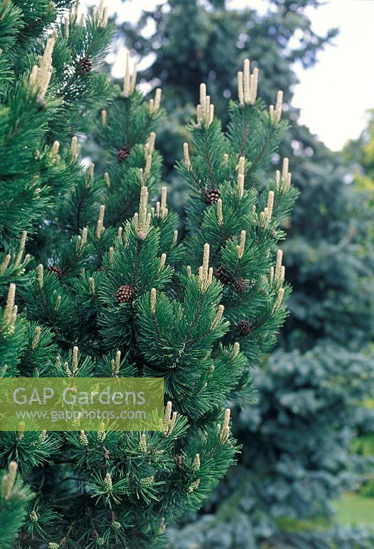 Pinus mugo Gnom - Dwarf mountain pine with blue green foliage and old cones
