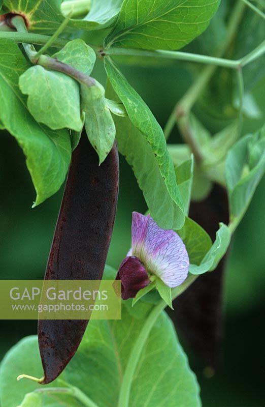 Pisum stivum - Purple podded pea with flower and pod