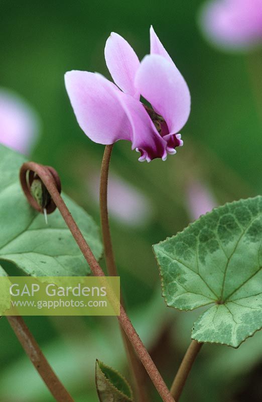 Cyclamen hederifolium 