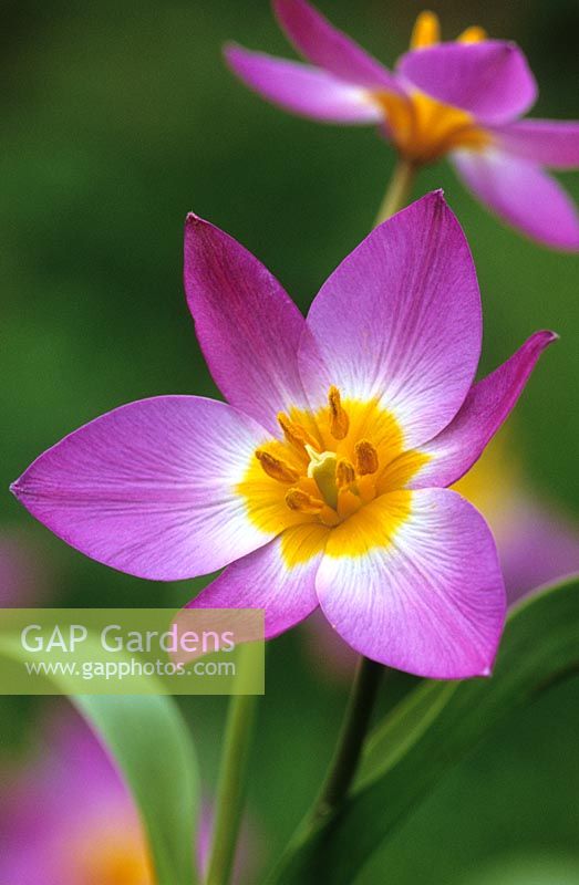 Tulipa saxatilis 'bakeri group' syn. T.bakeri