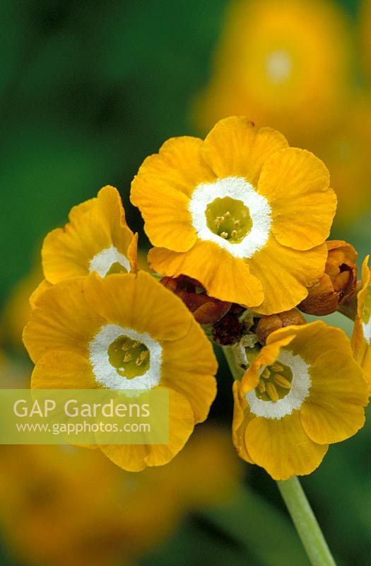 Primula auricula 'Old Mustard'