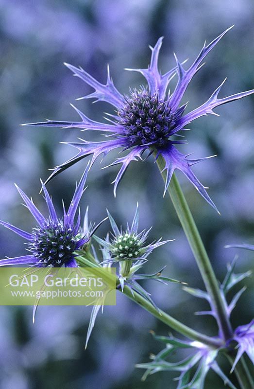 Eryngium bourgatii 'Picos Blue' - Sea Holly