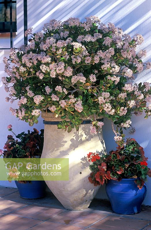 Crassula ovata and Pelargoniums in containers