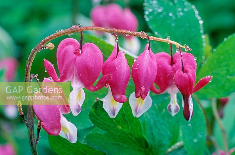 Lamprocapnos spectabilis - Bleeding heart