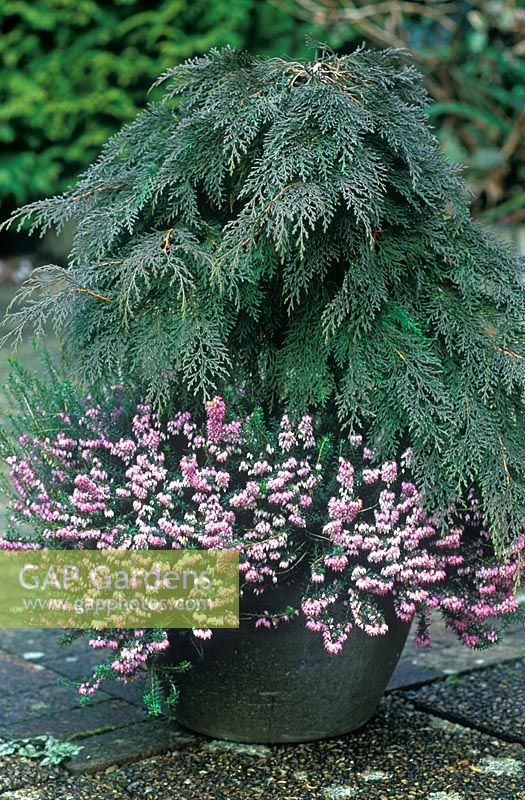 Microbiota decussata and Erica carnea 'Pink Spangles' in pot