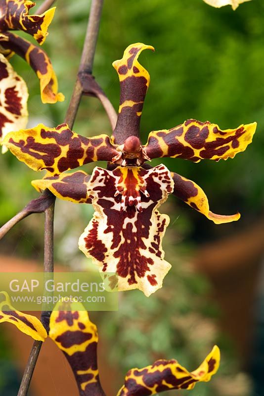 Oncidium Lyoth Fine