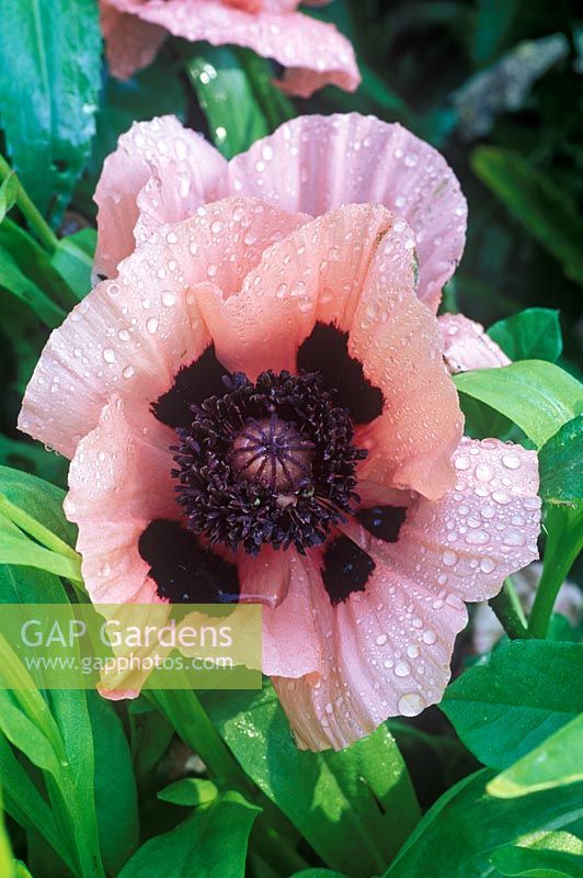 Papaver orientale 'Cedric Morris' - Oriental poppy