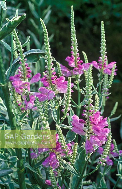 Physostegia virginiana Subsp. speciosa variegata 

