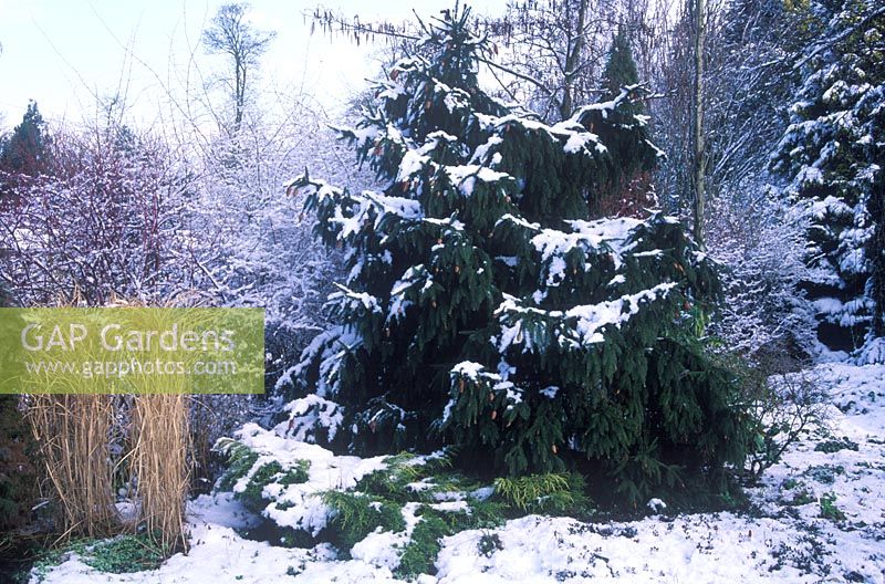 Picea abies 'Acrocona'