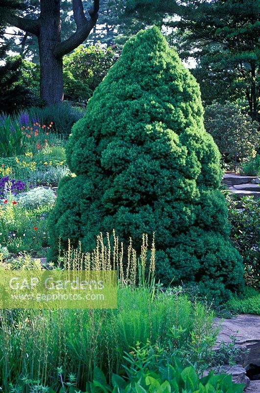 Picea glauca 'Albertiana Conica' - Alberta white spruce in border