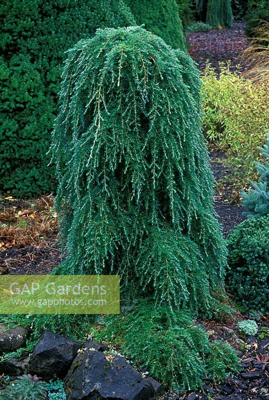 Tsuga heterophylla 'Thorsen's Weeping'

 