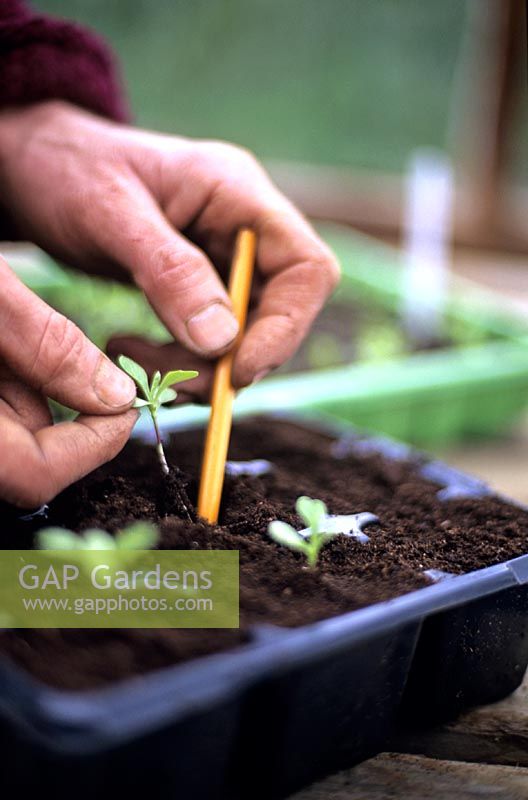 Planting out seedlings 