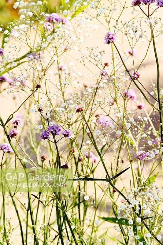 Gypsophila paniculata 'Perfecta Alba' Verbena bonariensis