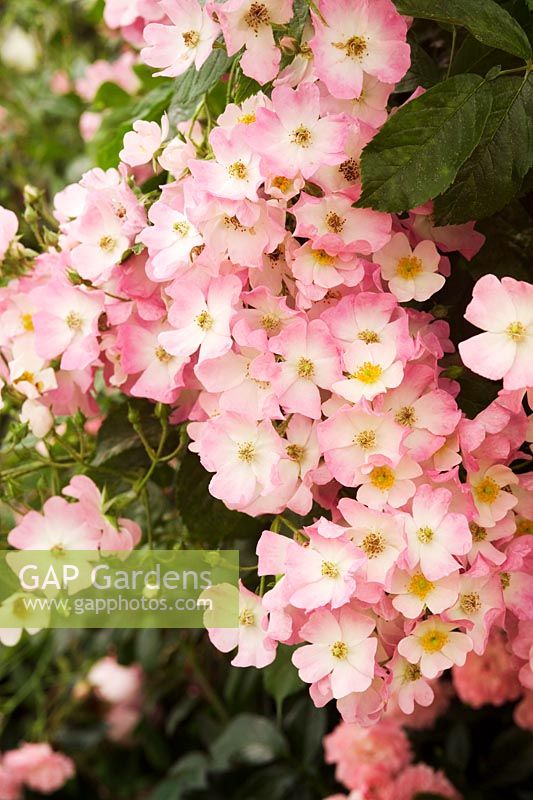 Rosa 'Pink Bells' (Procumbent)