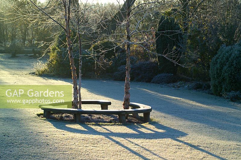 Early sunlight casting shadows on a frosty lawn. Curved bench seats around three birch trees - Betula nigra 'Heritage'.