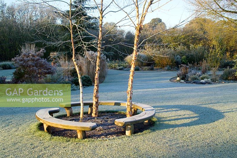 Early sunlight casting shadows on a frosty lawn. Curved bench seats around three birch trees - Betula nigra 'Heritage'. 