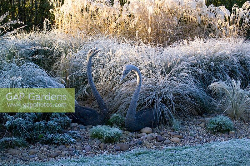 Bronze swans amongst the grasses border on a frosty morning in winter. 