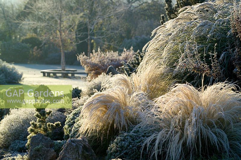 Stipa tenuissima on the rock garden illuminated by early sunlight on a frosty morning. 