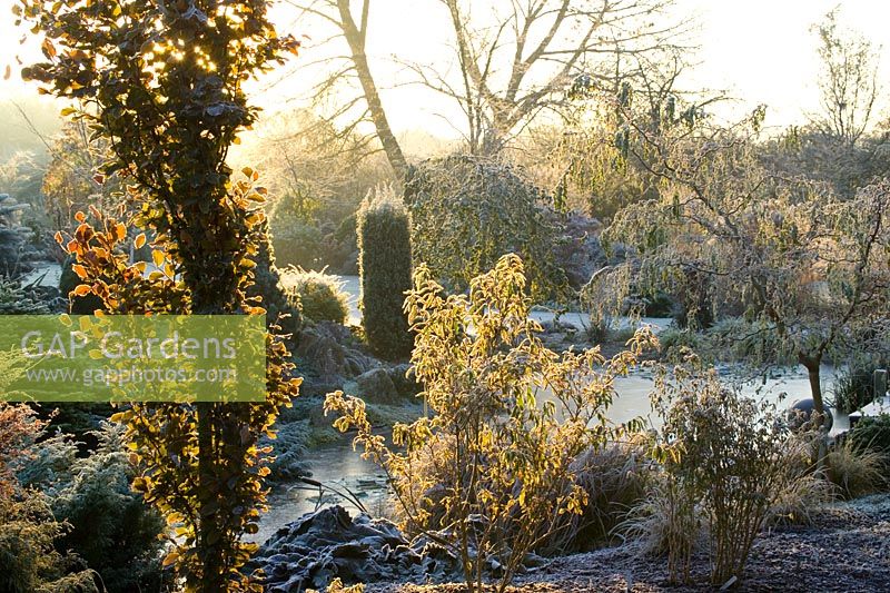 First light of dawn over the frozen pond in John Massey's garden on a frosty winter's morning. Backlit leaves of Fagus sylvatica 'Dawyck' (Beech) in the foreground