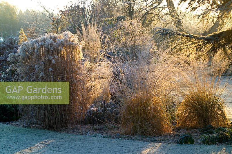 Grasses border backlit by winter sunlight on a frosty winter's morning. Molinia caerulea subsp. arundinacea 'Transparent' and Miscanthus sacchariflorus robustus