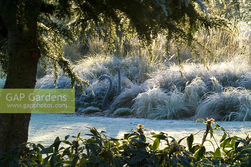 Low sunlight highlighting the grasses border on a frosty morning in winter. Bronze swan sculptures. View framed by Cedrus deodara - Cedar. 