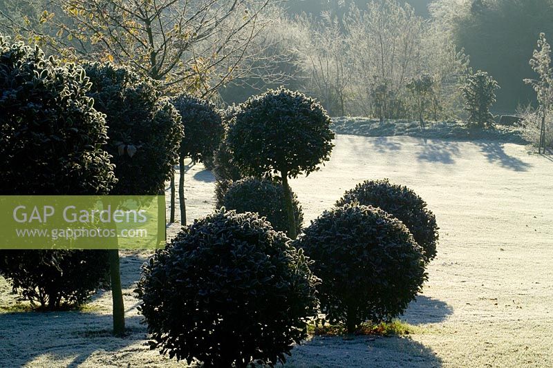 Holly clipped into standard topiary balls on a frosty morning in winter. Ilex aquifolium 'Siberia'. 