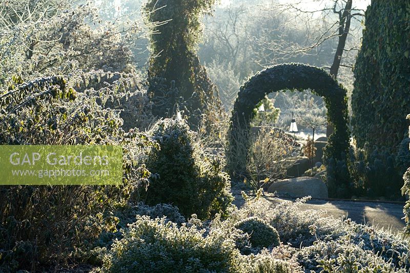 Ivy arch on a frosty winter's morning. 