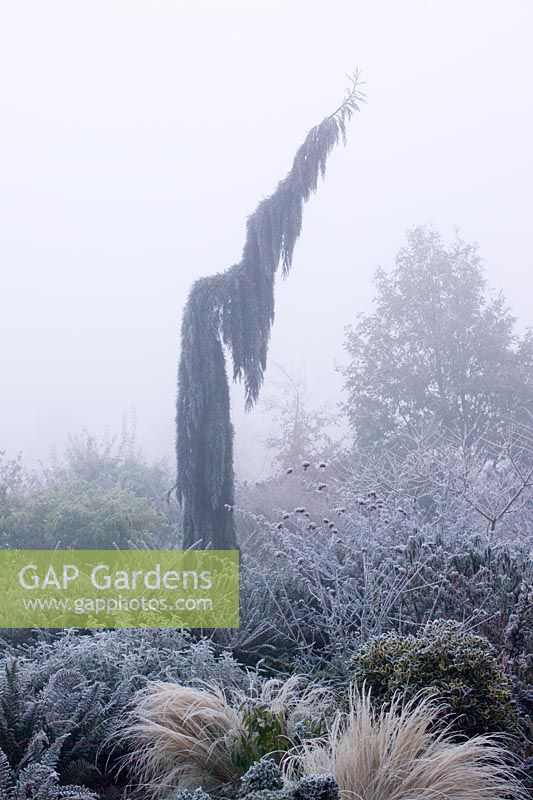 Sequoiadendron giganteum 'Pendulum' on a frosty, foggy morning