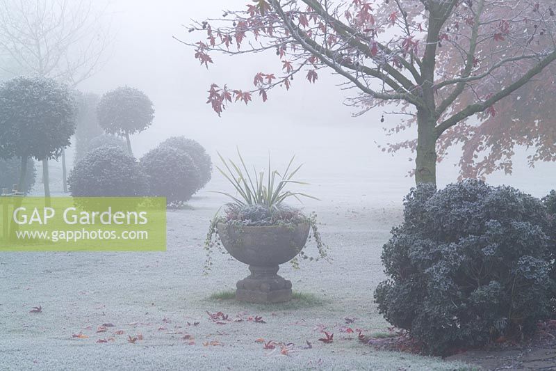 Frosty morning in John Massey's garden. Standard topiary balls of Ilex aquifolium 'Siberia'. Stone urn focal point