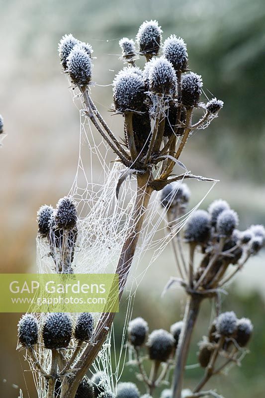 Hoar frost and cobwebs on the seedheads of Eryngium agavifolium