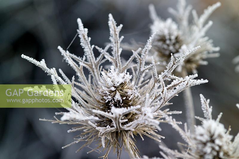 Hoar frost on the seedhead of Eryngium x oliverianum 