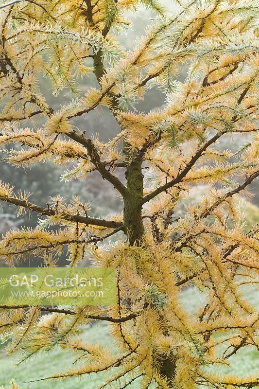 Larix decidua 'Little Bogle' syn L. europaea - Larch in winter