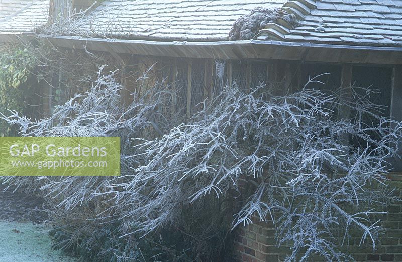 Hoar frost on Cotoneaster horizontalis at Great Dixter