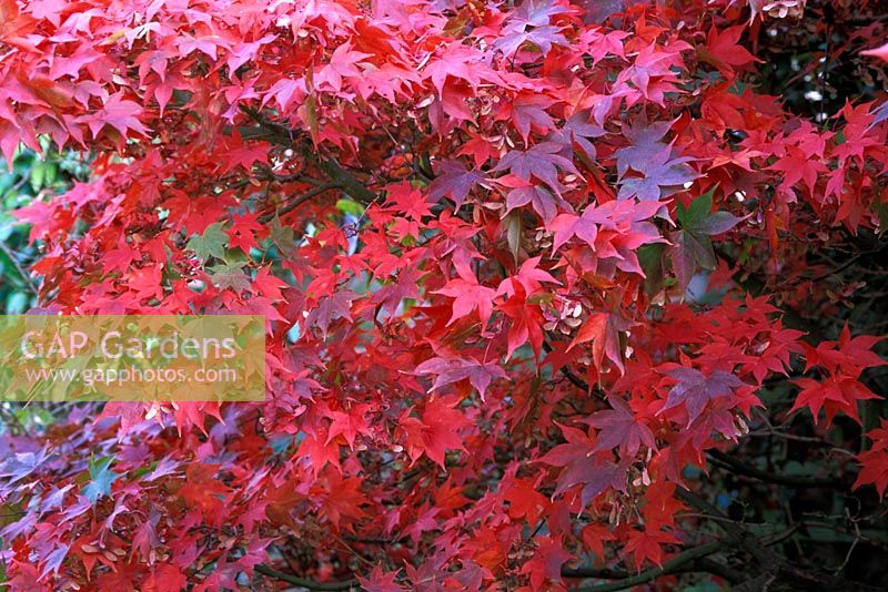 Acer palmatum 'Osakazuki' in Autumn